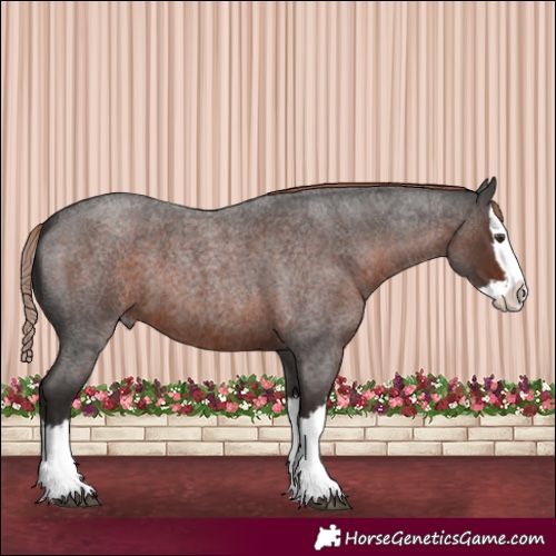 Horse Color:Liver Red Roan Splash 