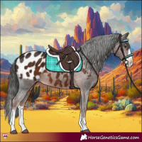 Horse Color:Liver Chestnut Splash Appaloosa 