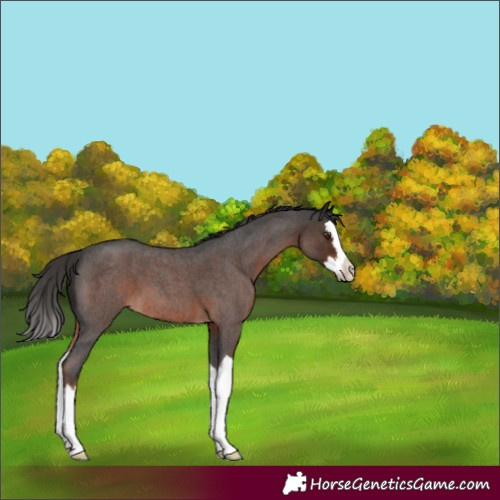 Horse Color:Liver Red Roan Splash 