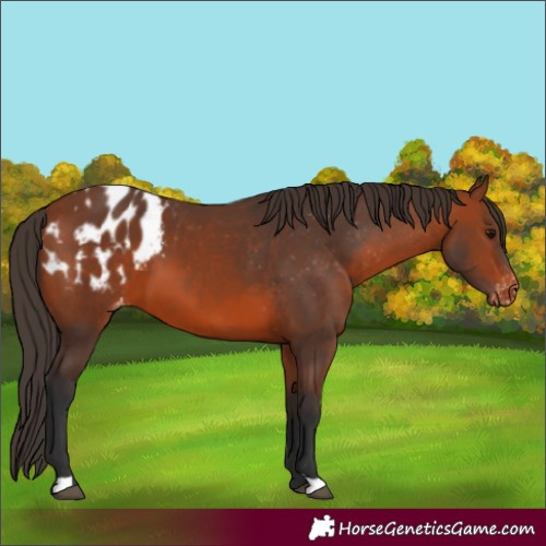 Horse Color:Bay Appaloosa