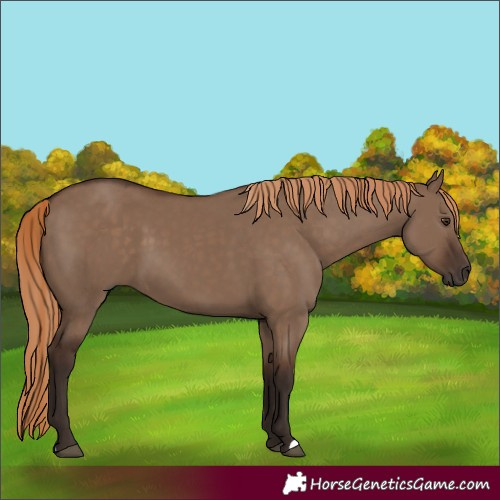 Horse Color:Liver Red Dun 