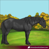 Horse Color:Black 