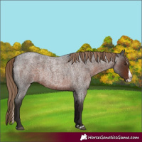 Horse Color:Liver Red Roan Splash