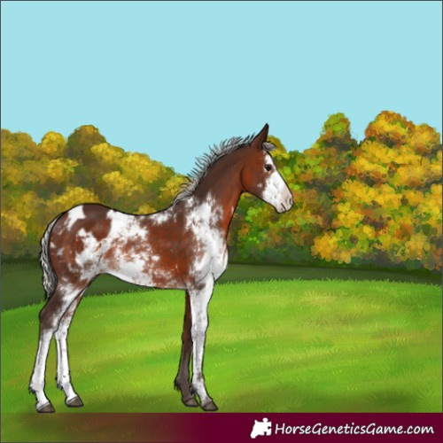 Horse Color:Silver Brown Sabino Appaloosa Rabicano 
