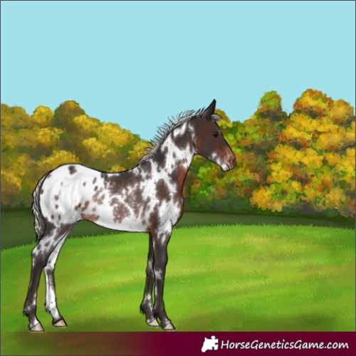 Horse Color:White Spotted Silver Brown Varnish Rabicano 