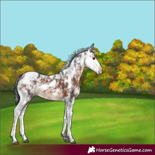 Horse Color:Brown Sabino 