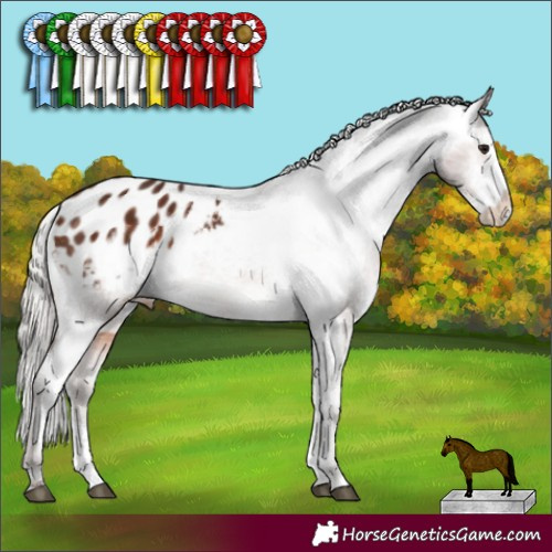 Horse Color:Silver Brown Sabino Appaloosa Rabicano 