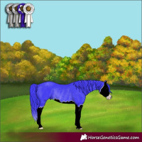 Horse Color:Watercolor Black Splash Rabicano 