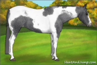 Horse Color:Black Tobiano Varnish 