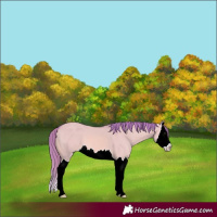 Horse Color:Watercolor Red Dun Splash 