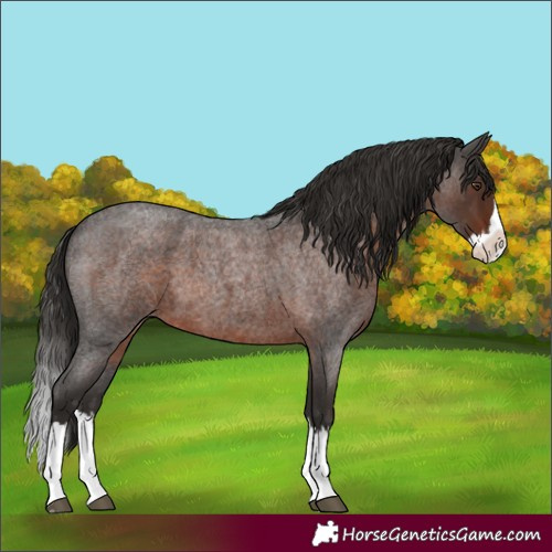 Horse Color:Liver Red Roan Splash 