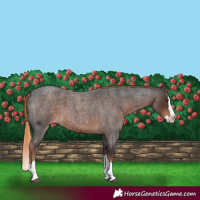 Horse Color:Liver Red Roan Splash 