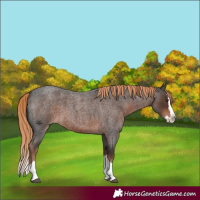 Horse Color:Liver Red Roan Splash 
