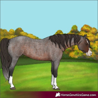 Horse Color:Liver Red Roan Splash 