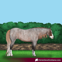 Horse Color:Liver Red Roan Splash 
