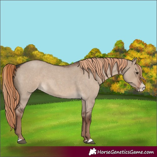 Horse Color:Liver Red Dun Roan Splash 