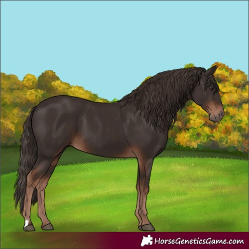 Horse Color:Liver Chestnut