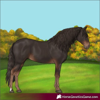 Horse Color:Liver Chestnut 