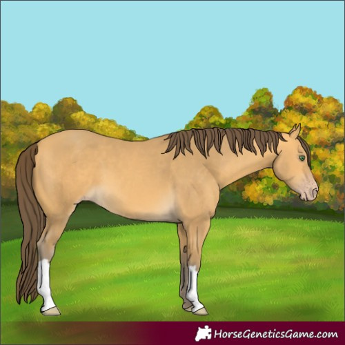 Horse Color:Amber Cream Champagne 