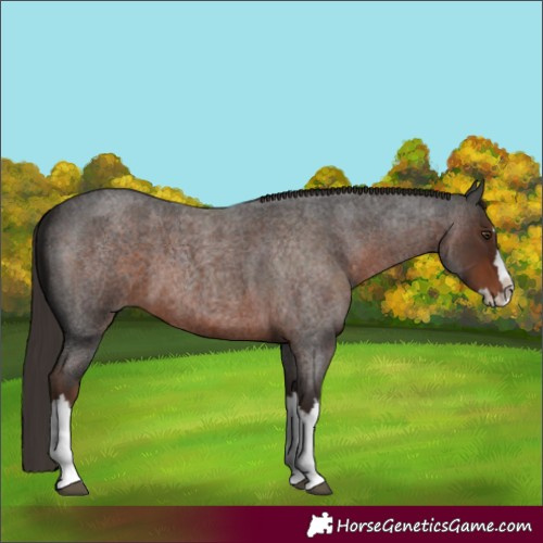 Horse Color:Liver Red Roan Splash 