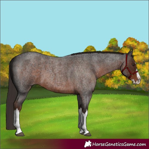 Horse Color:Liver Red Roan Splash