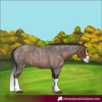Horse Color:Liver Red Roan Splash