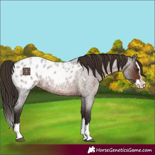 Horse Color:Liver Red Roan Splash Appaloosa 