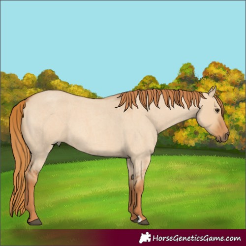 Horse Color:Red Dun Roan