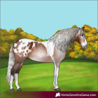 Horse Color:Gray Silver Bay Splash Tobiano Appaloosa 