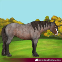 Horse Color:Liver Red Roan Splash