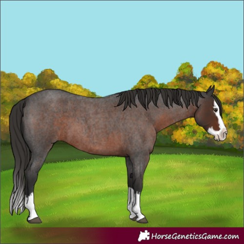 Horse Color:Liver Red Roan Splash