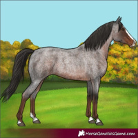 Horse Color:Liver Red Roan Splash 