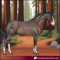 Horse Color:Liver Red Roan Splash