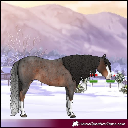 Horse Color:Liver Red Roan Splash