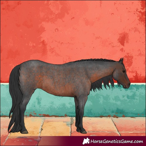 Horse Color:Brown Roan 