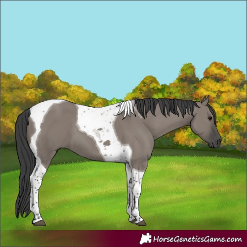 Horse Color:Grullo Tobiano 