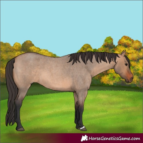 Horse Color:Bay Roan Dun 