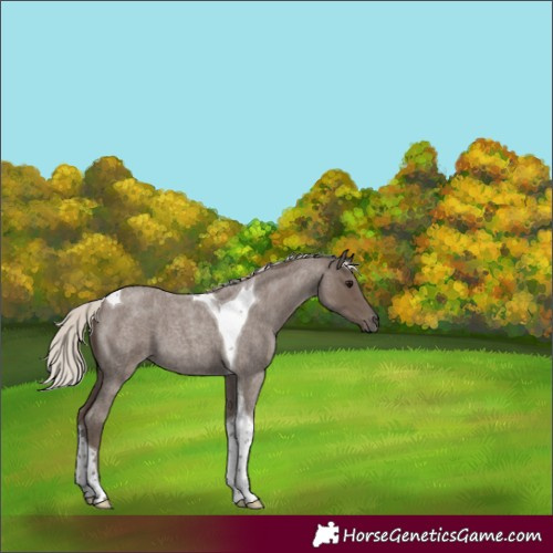 Horse Color:Silver Blue Roan Tobiano 