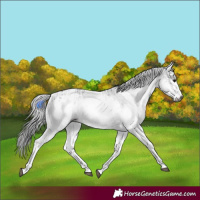 Horse Color:Gray White Spotted Black  and Gray White Spotted Black 