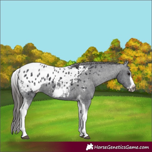 Horse Color:White Spotted Black Splash Tobiano Frame Appaloosa 