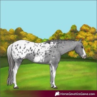 Horse Color:White Spotted Black Splash Tobiano Frame Appaloosa 