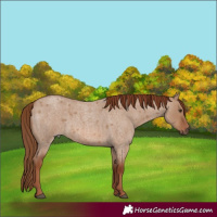 Horse Color:Unknown 