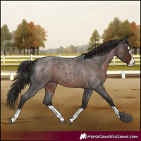 Horse Color:Liver Red Roan Splash 