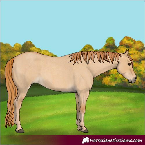 Horse Color:Unknown 