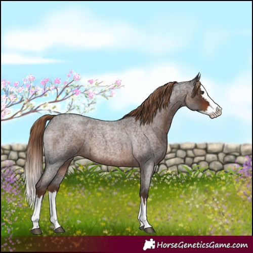 Horse Color:Liver Red Roan Splash