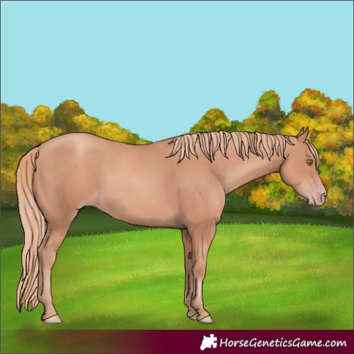 Horse Color:Gold Champagne