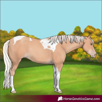 Horse Color:Silver Amber Champagne Tobiano Rabicano