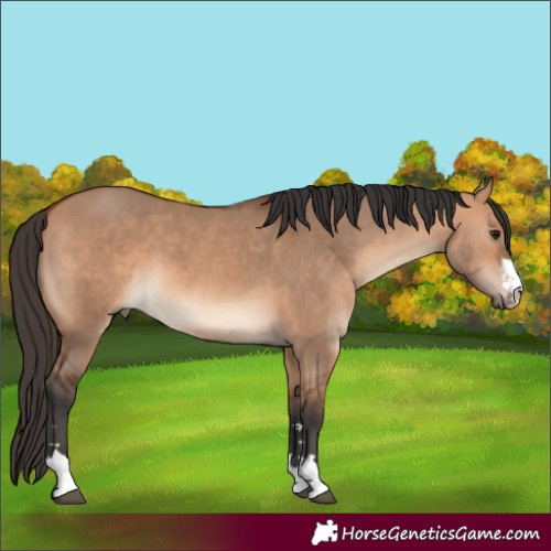 Horse Color:Bay Dun