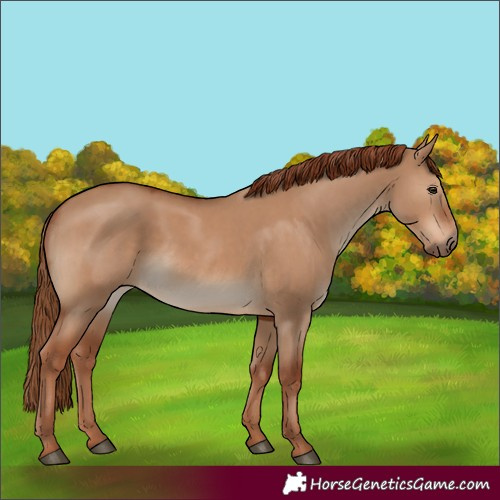 Horse Color:Red Dun 