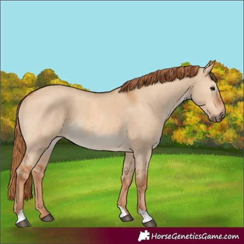 Horse Color:Red Dun 